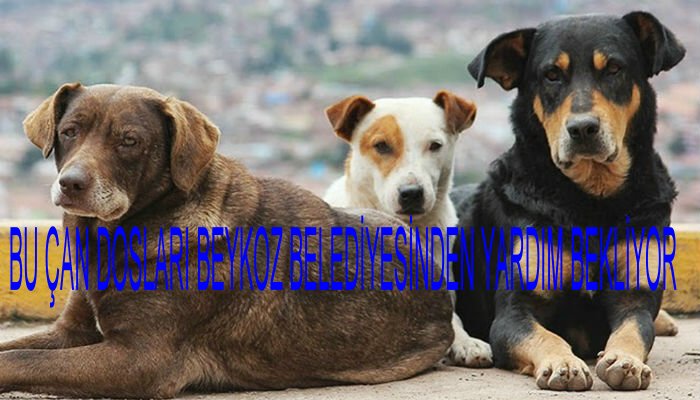 Sokak Hayvanlariyla Ilgili Bilmemiz Gerekenler Evdekal Caycuma Belediyesi